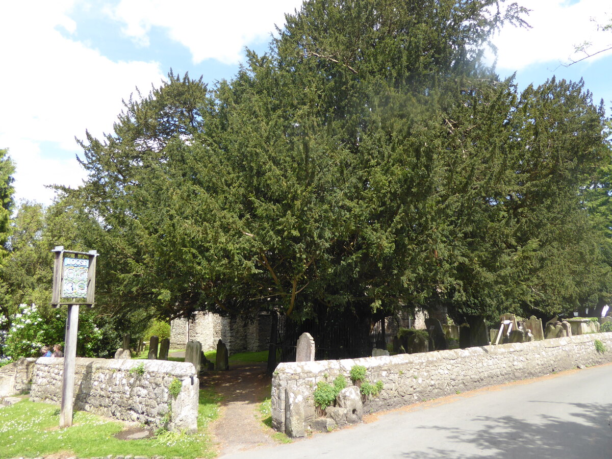 Yew at Loose All Saints' Church