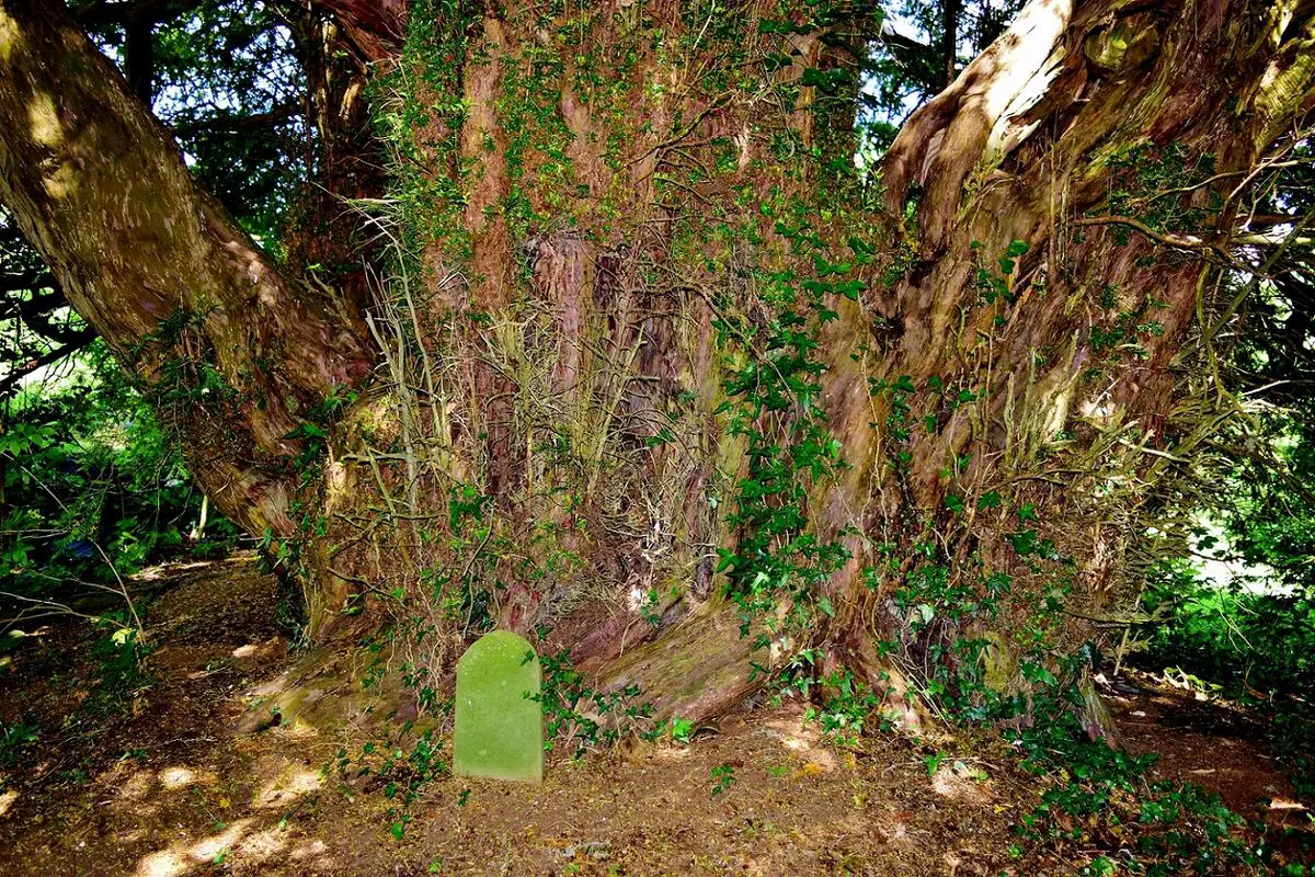 Yew at Llanafan Fawr