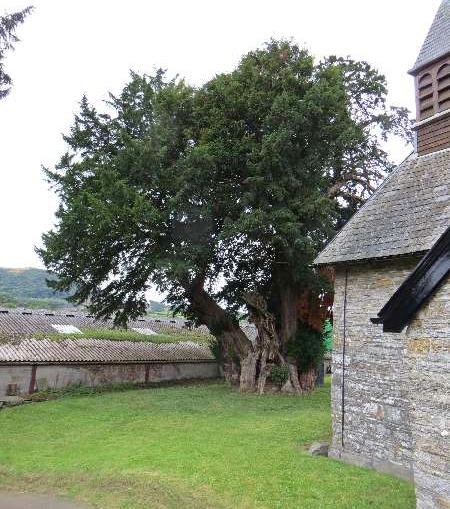 The ancient yew at Llanfaredd St Mary Church