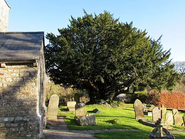 Yew at Michaelston le Pit