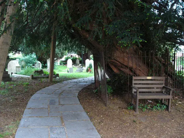 The ancient yew at South Hayling St Mary's Church